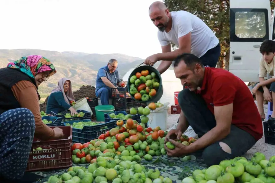 Domates yetiştiriciliği üreticiye umut oldu