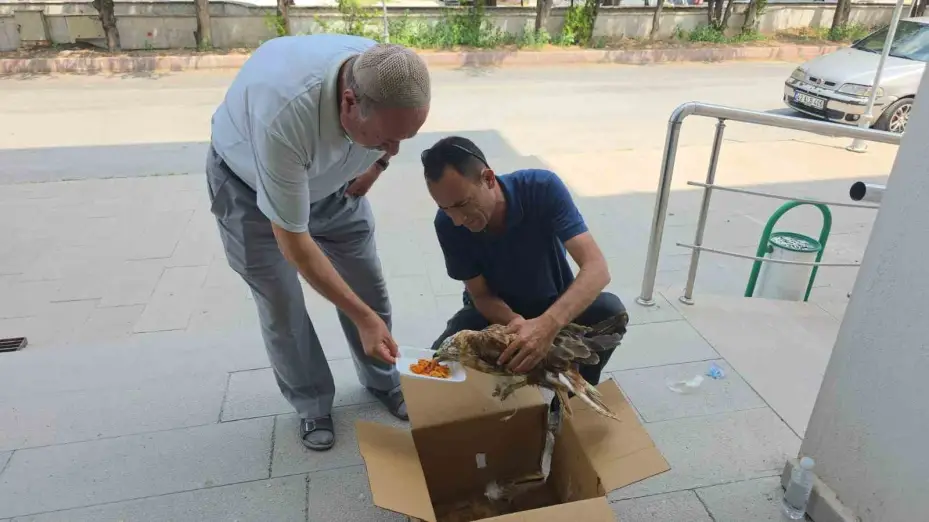 Aksaray’da yaralı kızıl şahin bulundu