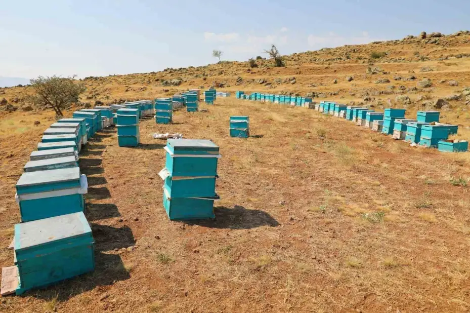 NÖHÜ’nün arı kovanlarından 2 ton bal elde edildi