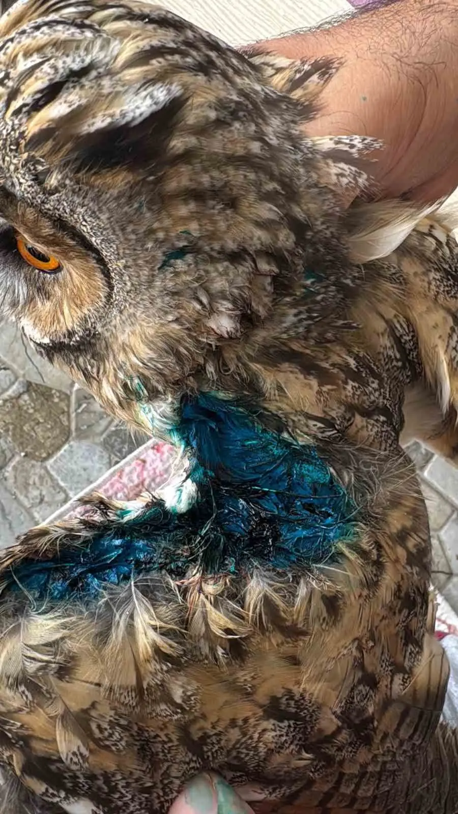 Karapınar’da tellerde yaralanan kulaklı orman baykuşu kurtarıldı
