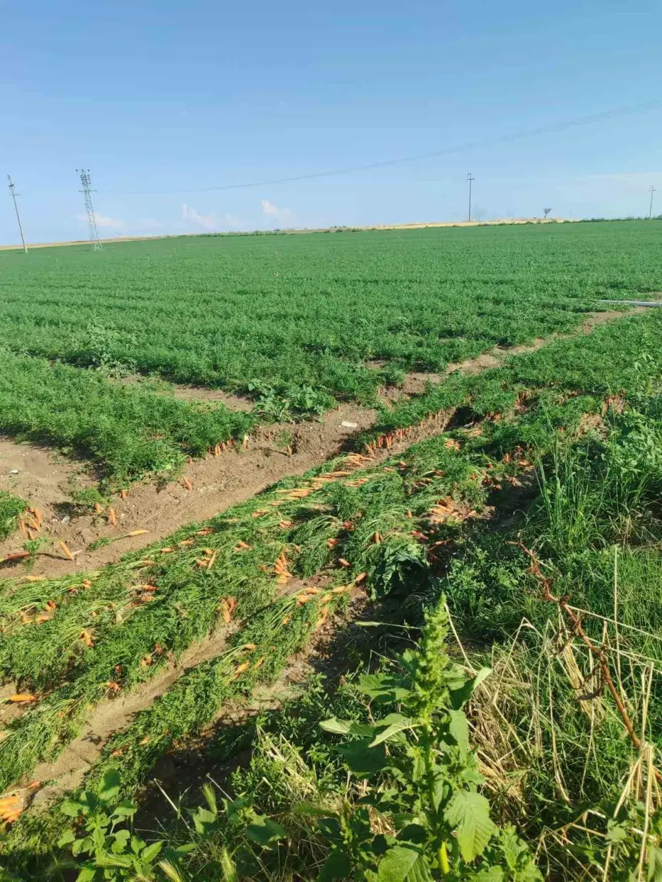 Beypazarı’nda sağanak yağış tarlalara zarar verdi