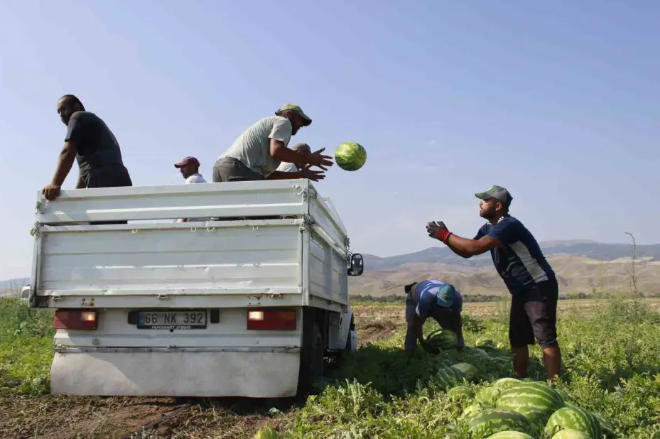 Birçok şehirde karpuz hasadı sona yaklaşırken, Yozgat’ta hasat yeni başladı