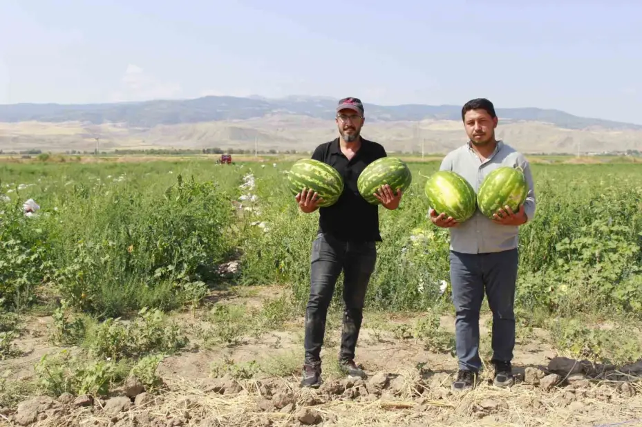 Birçok şehirde karpuz hasadı sona yaklaşırken, Yozgat’ta hasat yeni başladı