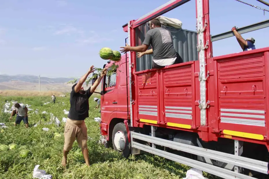 Birçok şehirde karpuz hasadı sona yaklaşırken, Yozgat’ta hasat yeni başladı