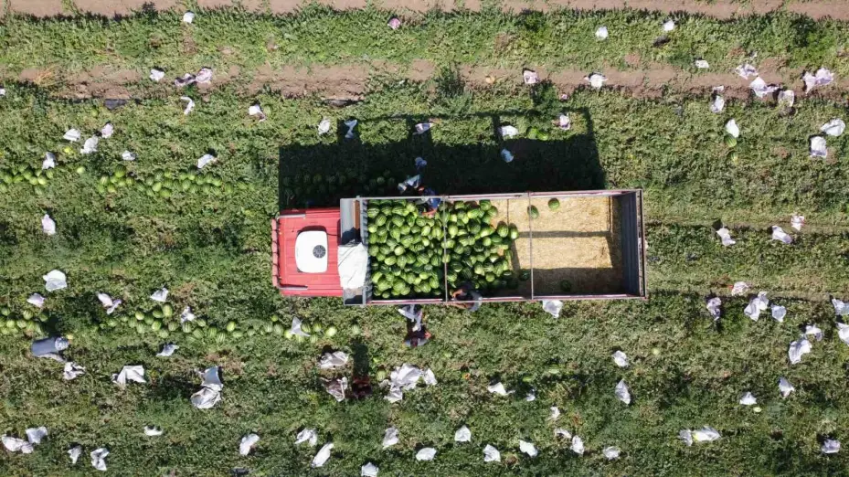 Birçok şehirde karpuz hasadı sona yaklaşırken, Yozgat’ta hasat yeni başladı