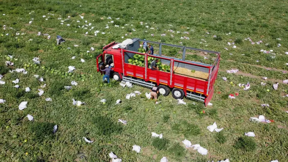 Birçok şehirde karpuz hasadı sona yaklaşırken, Yozgat’ta hasat yeni başladı