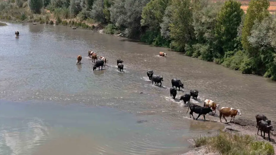 Serengeti düzlüğü değil Sivas bozkırı