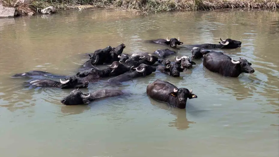 Serengeti düzlüğü değil Sivas bozkırı
