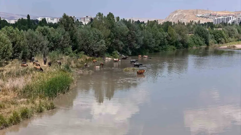 Serengeti düzlüğü değil Sivas bozkırı