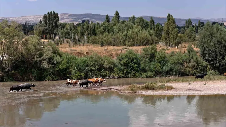Serengeti düzlüğü değil Sivas bozkırı