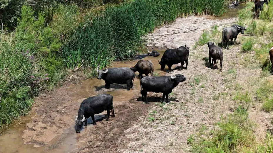 Serengeti düzlüğü değil Sivas bozkırı
