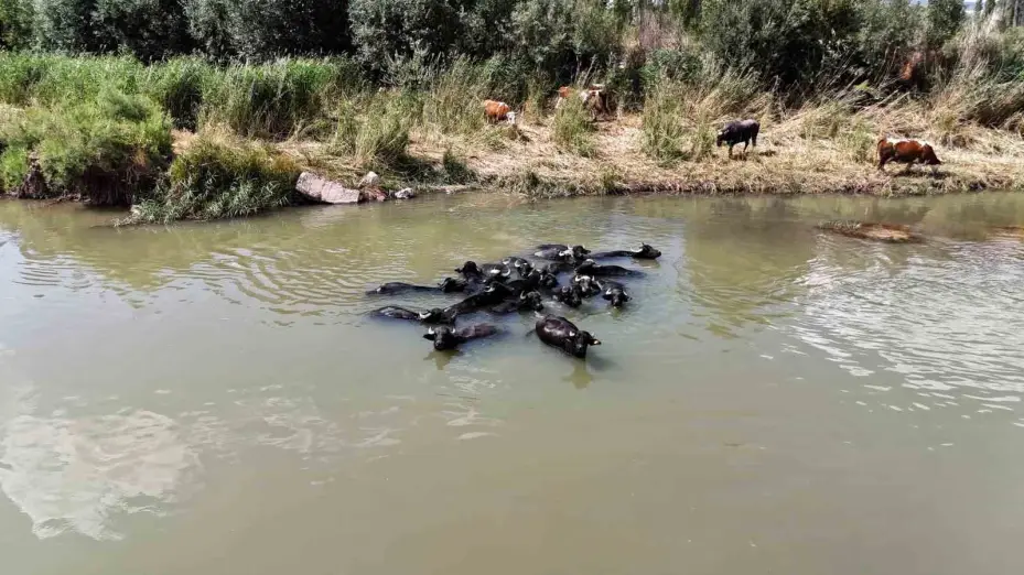 Serengeti düzlüğü değil Sivas bozkırı