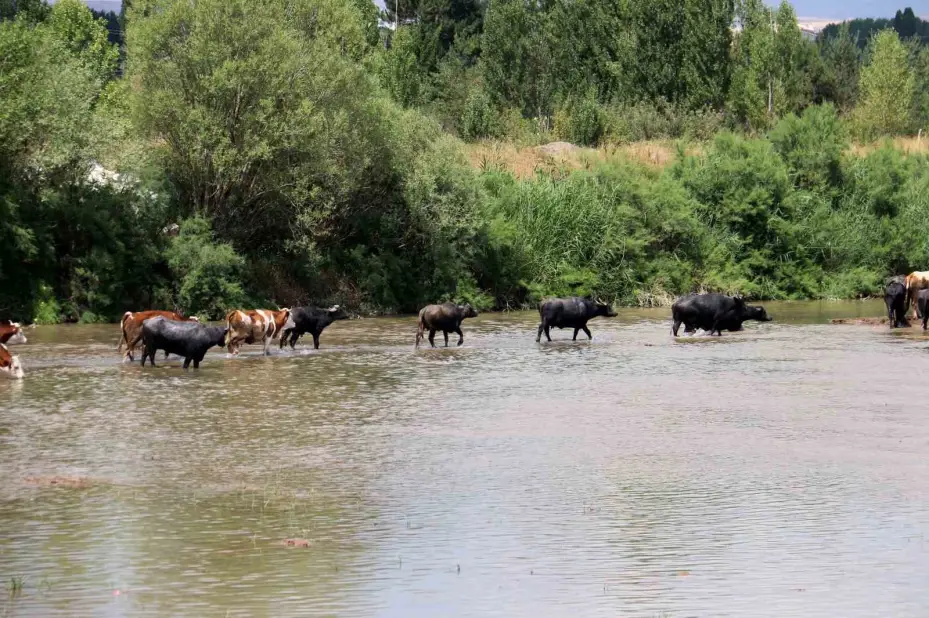 Serengeti düzlüğü değil Sivas bozkırı