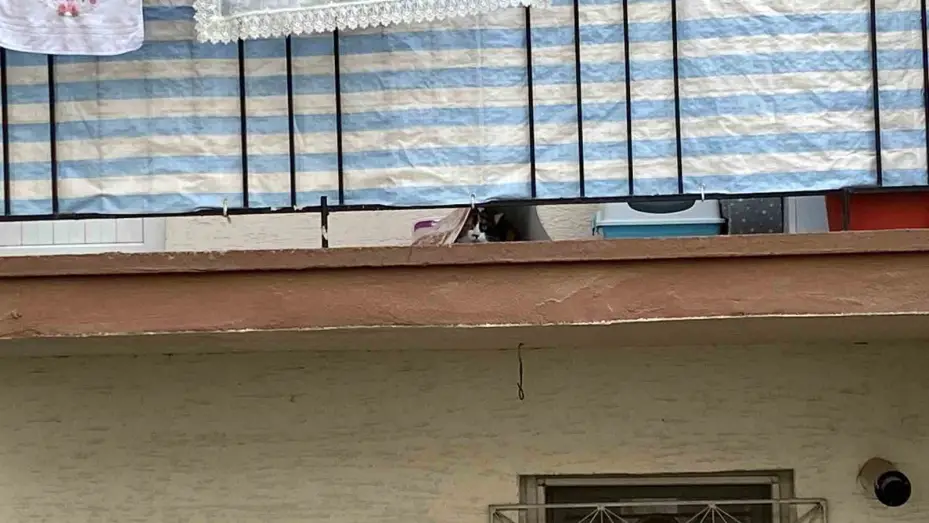 Kedinin balkona mahkum edildiği iddiası polisi harekete geçirdi