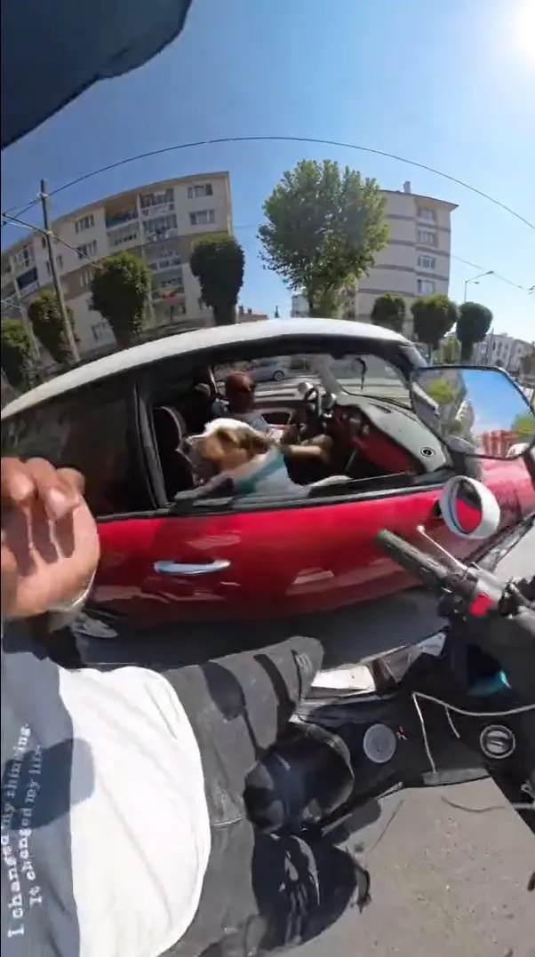 Motosiklet sürücüsünün sevmek istediği köpeklerin saldırısına uğradığı anlar kask kamerasında