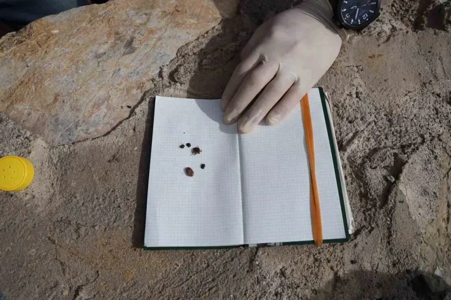 Gelişigüzel yapılan ilaçlamalar kene patlamasına neden olabilir