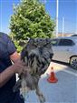 Yaralı bulunan baykuş koruma altına alındı
