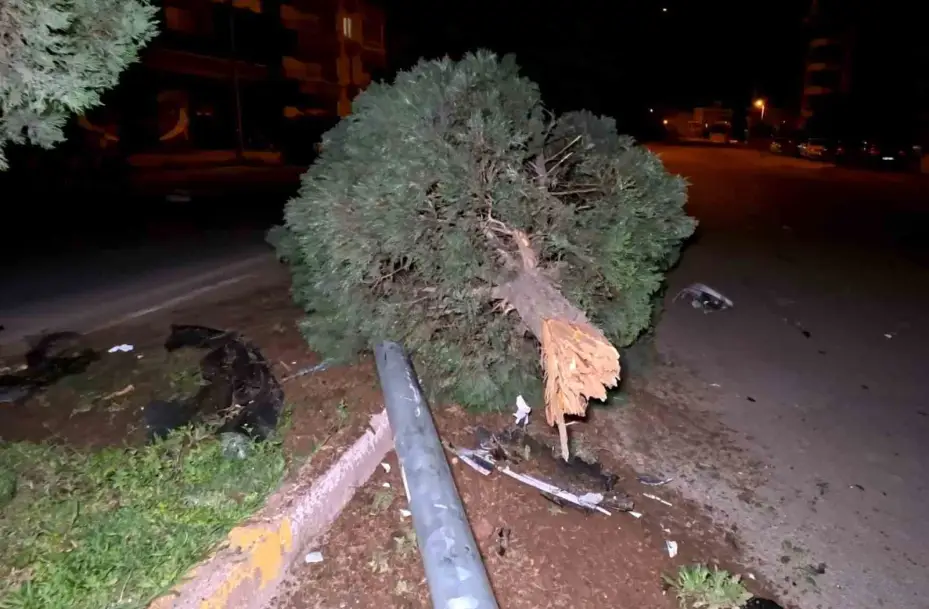 Kontrolden çıkan otomobil ağacı ve direği devirdi, sürücü kaçtı