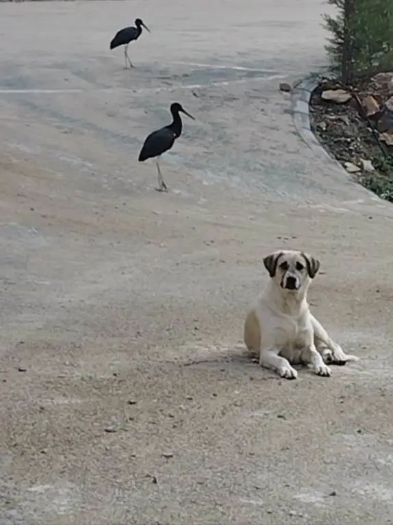Nesli tükenme tehlikesi altındaki kara leylekler, Bozkır’da görüntülendi