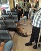 Sıcaktan bunalan köpek tramvaya sığındı