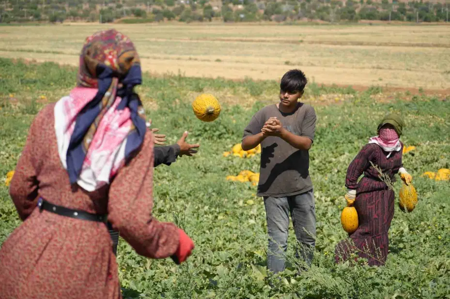 40 derece sıcaklıkta kavun hasadı başladı: Yüksek verim, üreticinin yüzünü güldürdü