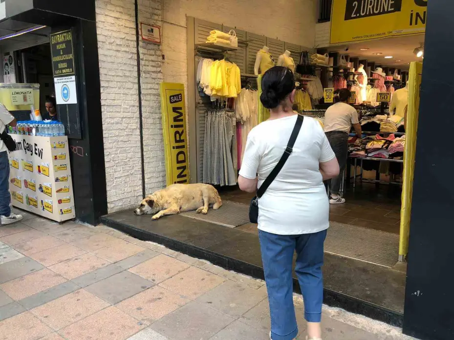 Sıcaktan bunalan köpek çareyi klimanın altına yatmakla buldu