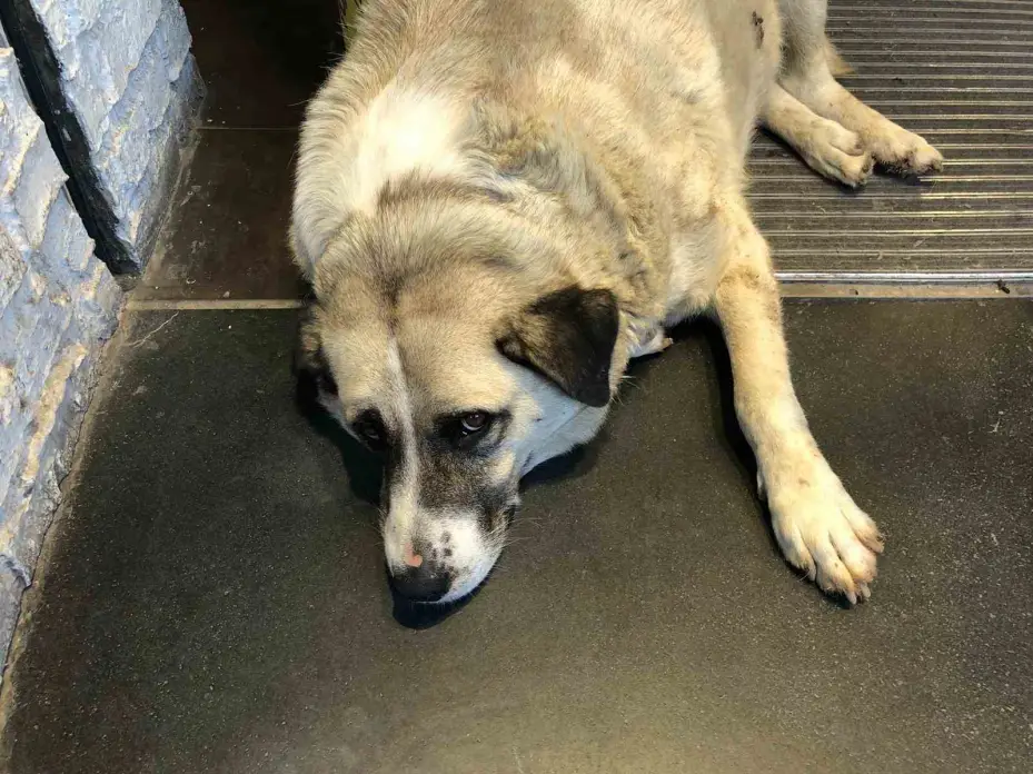 Sıcaktan bunalan köpek çareyi klimanın altına yatmakla buldu