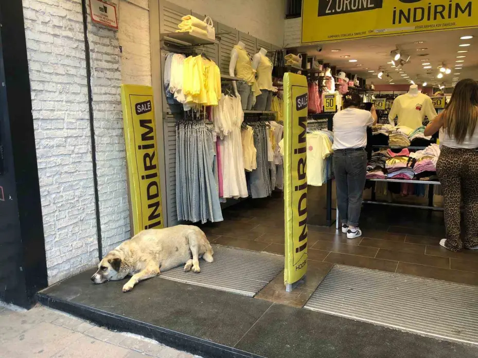 Sıcaktan bunalan köpek çareyi klimanın altına yatmakla buldu
