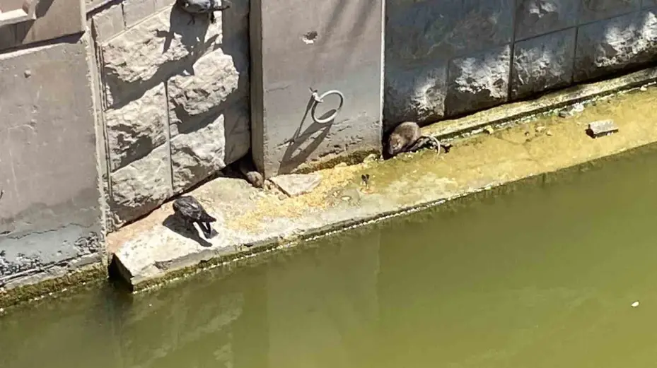 Havalar ısınınca fareler Porsuk Çayı’na geri döndü