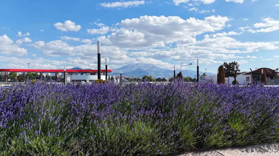 Kayseri’nin dört bir yanına lavanta esintisi