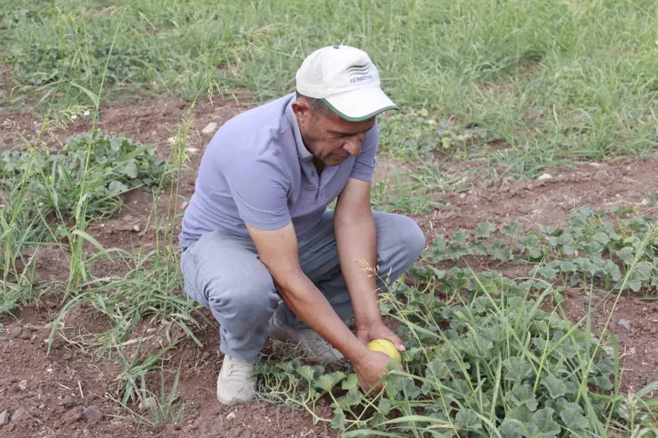Kokusu, lezzeti, rengiyle farklı bağrıbütün hasadı başladı