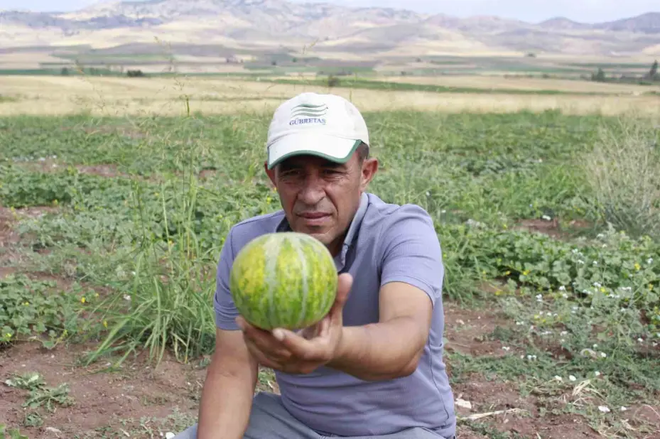 Kokusu, lezzeti, rengiyle farklı bağrıbütün hasadı başladı