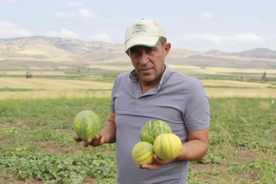 Kokusu, lezzeti, rengiyle farklı bağrıbütün hasadı başladı