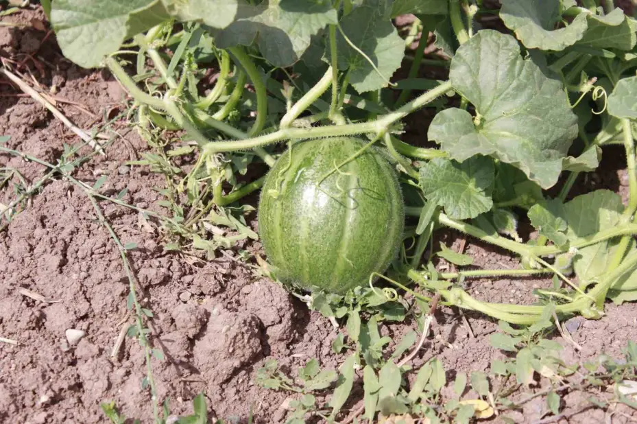 Kokusu, lezzeti, rengiyle farklı bağrıbütün hasadı başladı