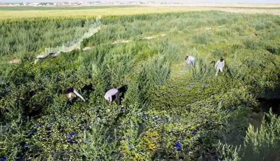 Aksaray’ın kavun ve karpuzu lezzetiyle ilgi görüyor