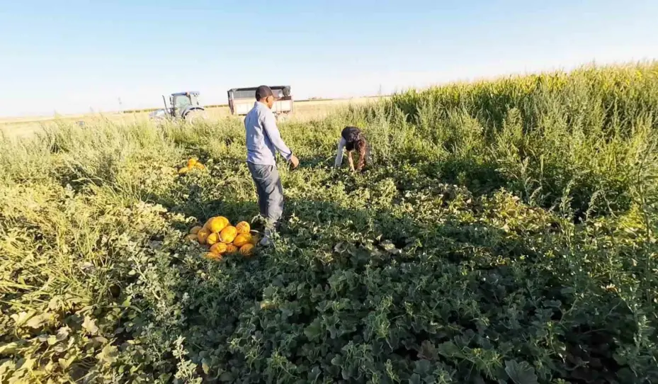 Aksaray’ın kavun ve karpuzu lezzetiyle ilgi görüyor