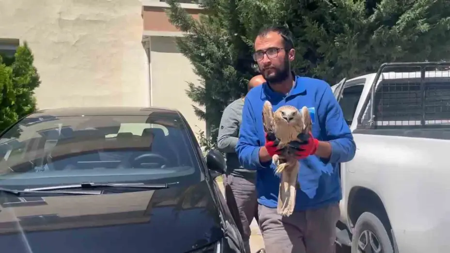 Erciyes’te yaralı şahin kurtarıldı