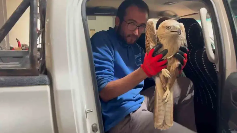 Erciyes’te yaralı şahin kurtarıldı