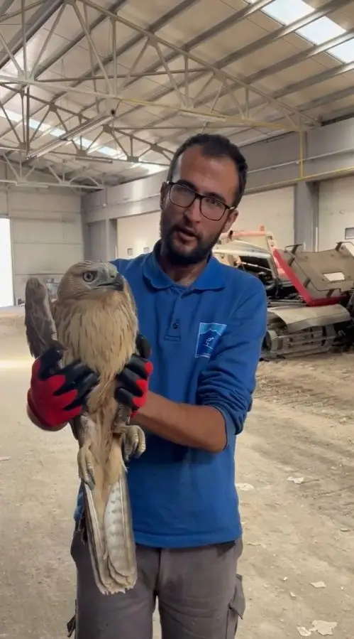 Erciyes’te yaralı şahin kurtarıldı