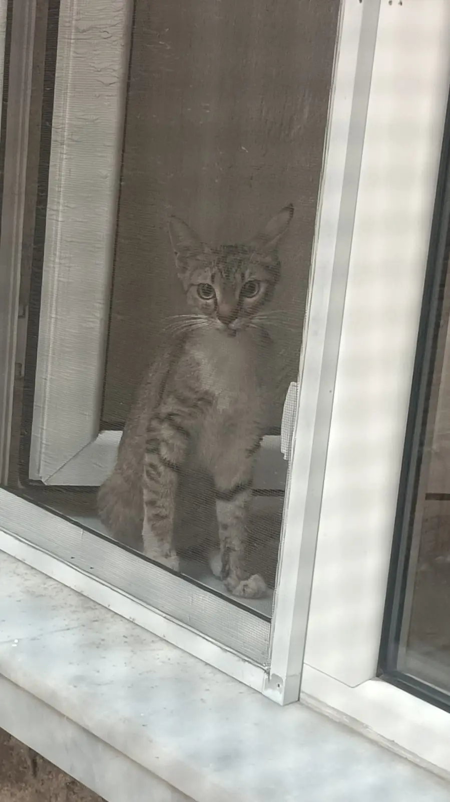 Anne kedi ve 4 yavrusu sıkıştıkları yerden kurtarıldı
