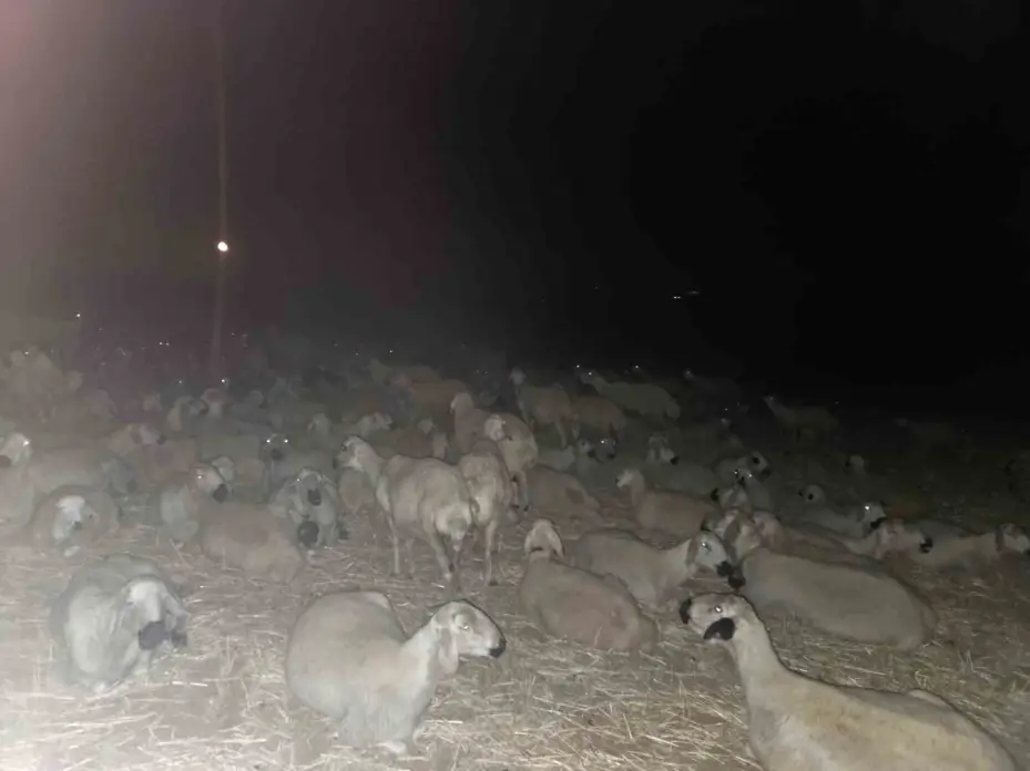 Çobanlardan kavurucu sıcaklara karşı çözüm yolu