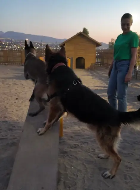 Proteo Köpek Eğitim Parkuru’na tam not