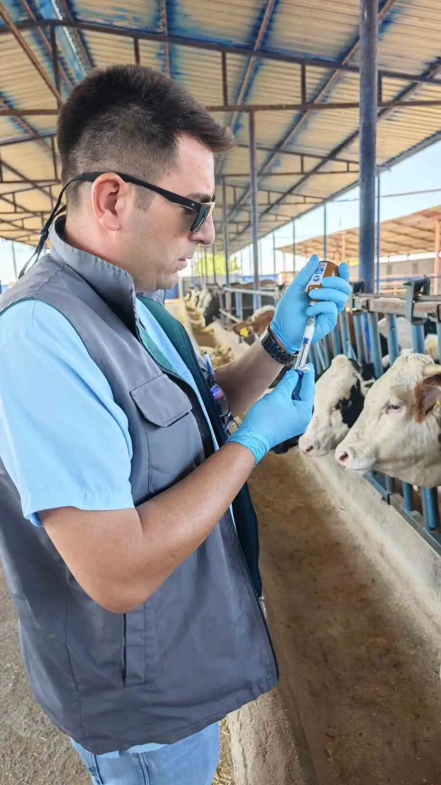 Niğde’de 190 bin hayvana şap aşısı yapıldı