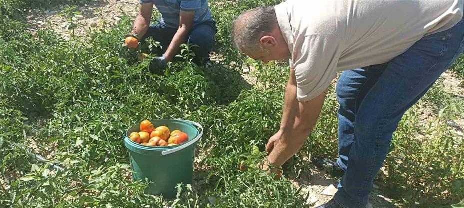 Kayısı meyve vermedi, üretici bahçesine ata tohumu domates ekti