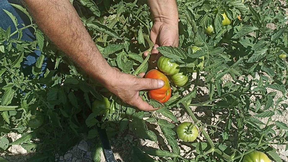 Kayısı meyve vermedi, üretici bahçesine ata tohumu domates ekti