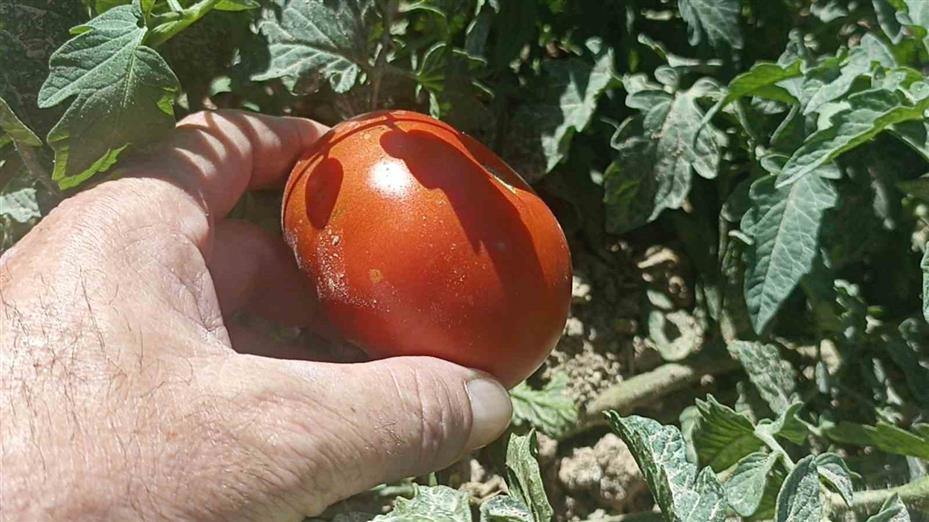 Kayısı meyve vermedi, üretici bahçesine ata tohumu domates ekti