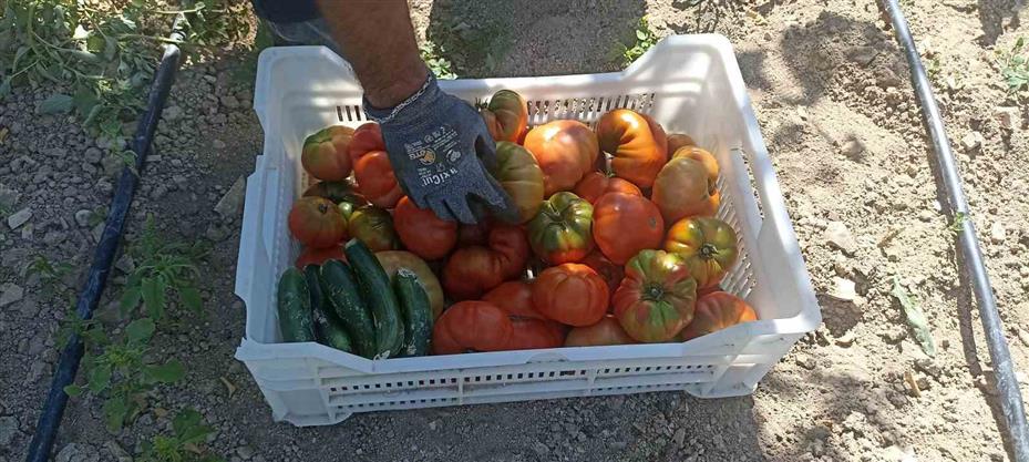 Kayısı meyve vermedi, üretici bahçesine ata tohumu domates ekti
