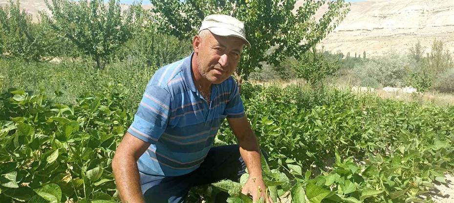 Kayısı meyve vermedi, üretici bahçesine ata tohumu domates ekti