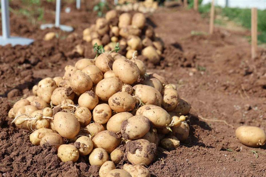 Nevşehir’de Patates Günleri Fuarı açıldı