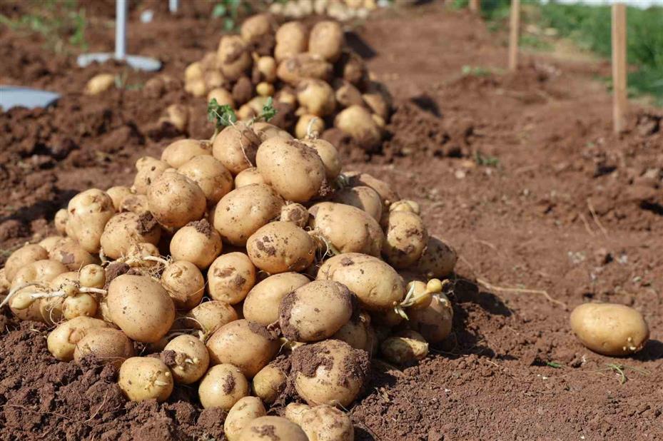 Nevşehir’de Patates Günleri Fuarı açıldı